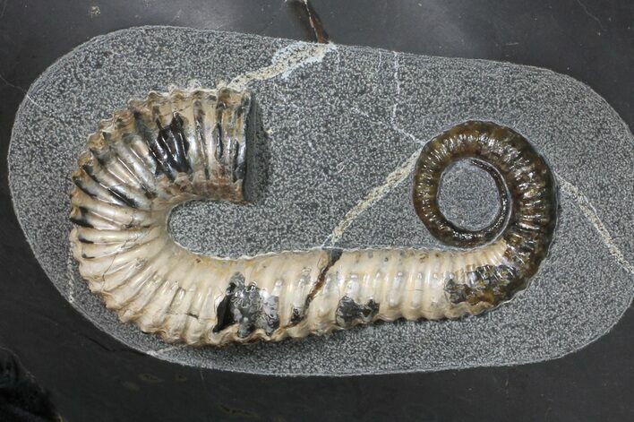 Heteromorph (Acrioceras) Ammonite - Russia #50761